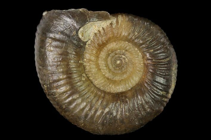 Bathonian Ammonite (Procerites) Fossil - France #152717